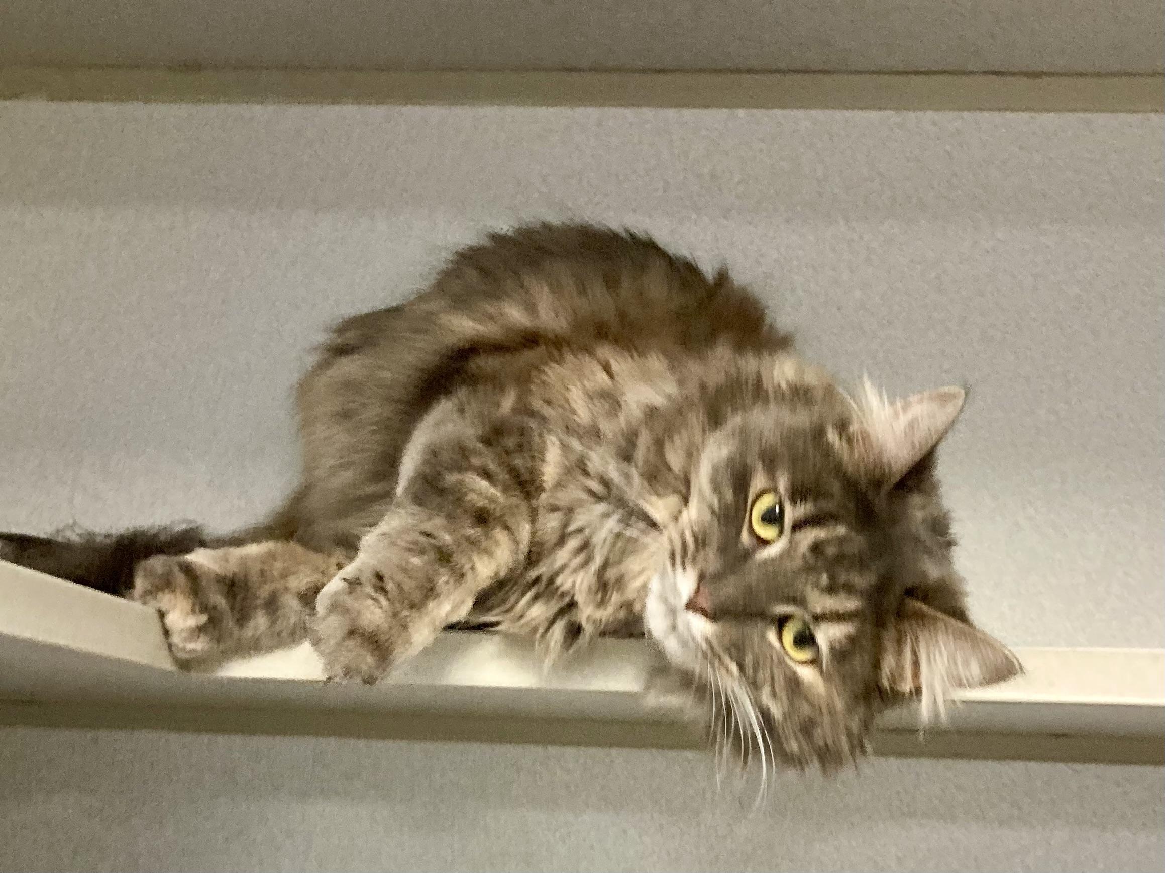 Enlarge Lottie, a ADOPTABLE mixed breed in St. Ignace, MI image 3/3