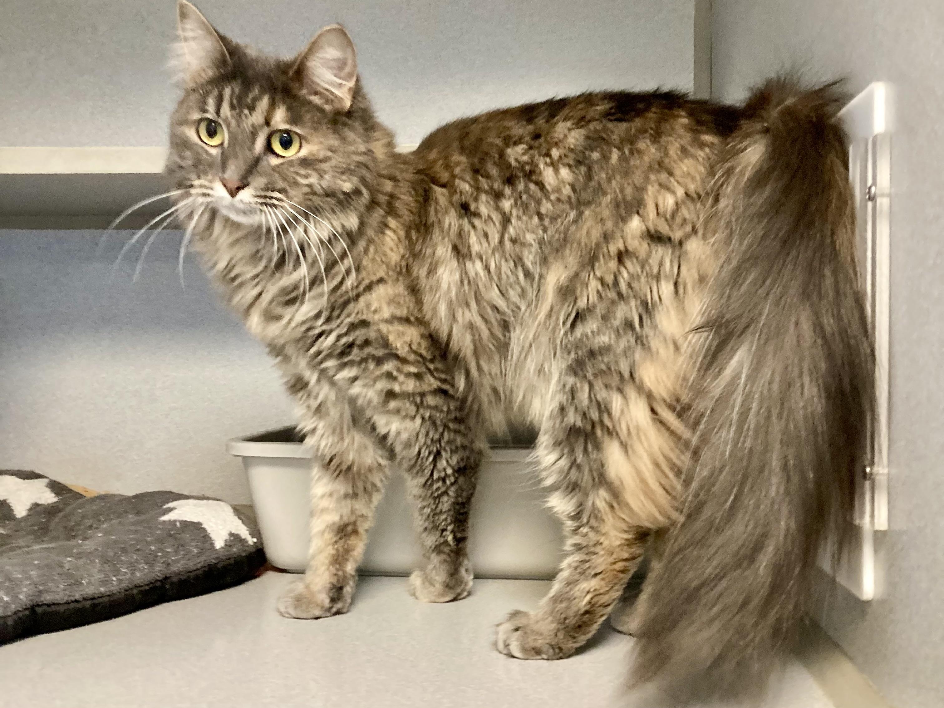 Enlarge Lottie, a ADOPTABLE mixed breed in St. Ignace, MI image 2/3