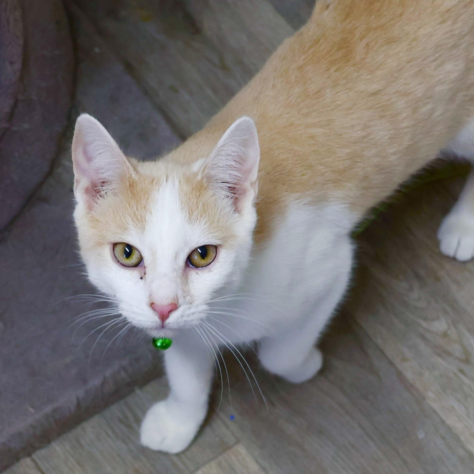 Tommy, Young Male American Shorthair