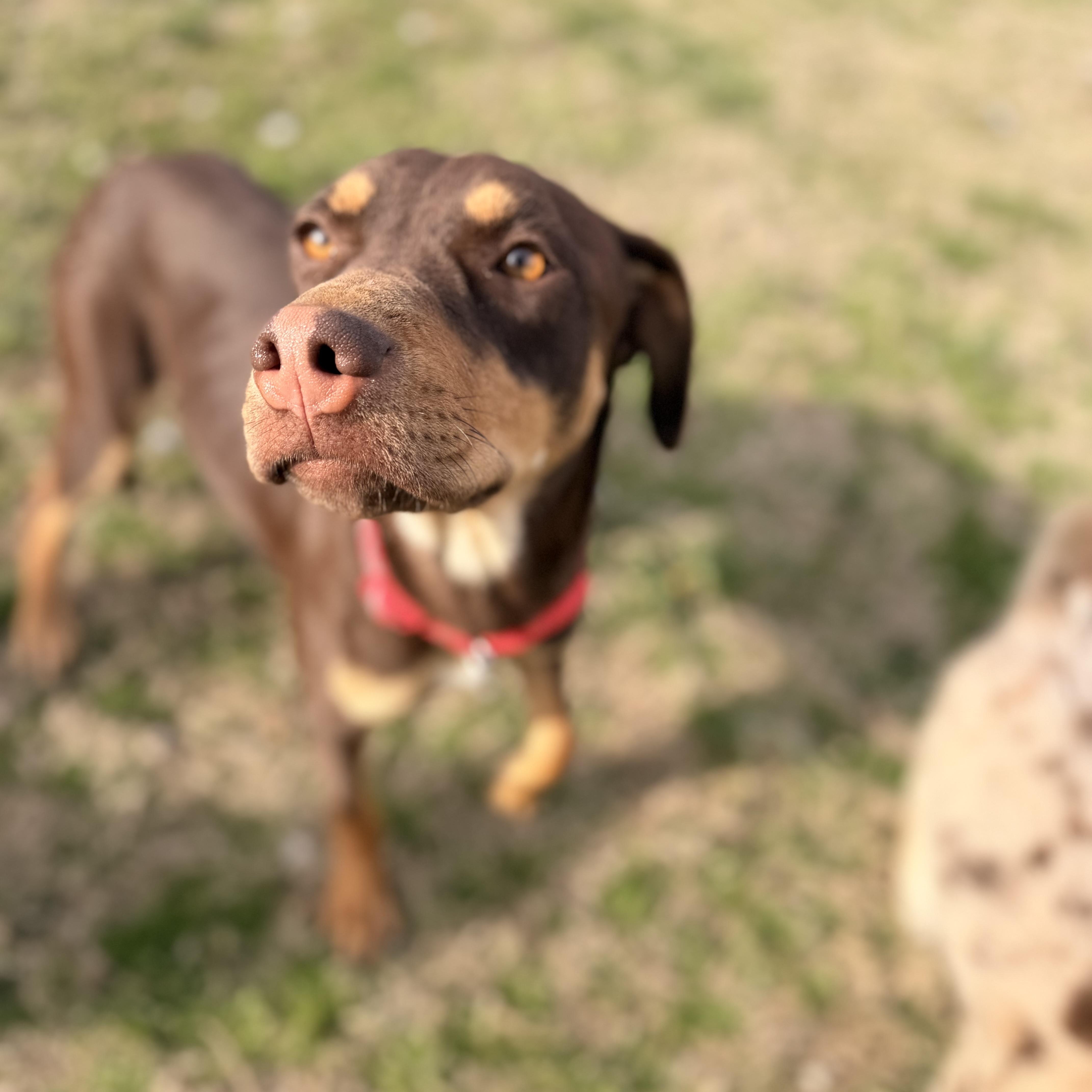 Enlarge ChyBug, an adopted mixed breed in Hartford, CT image 3/6