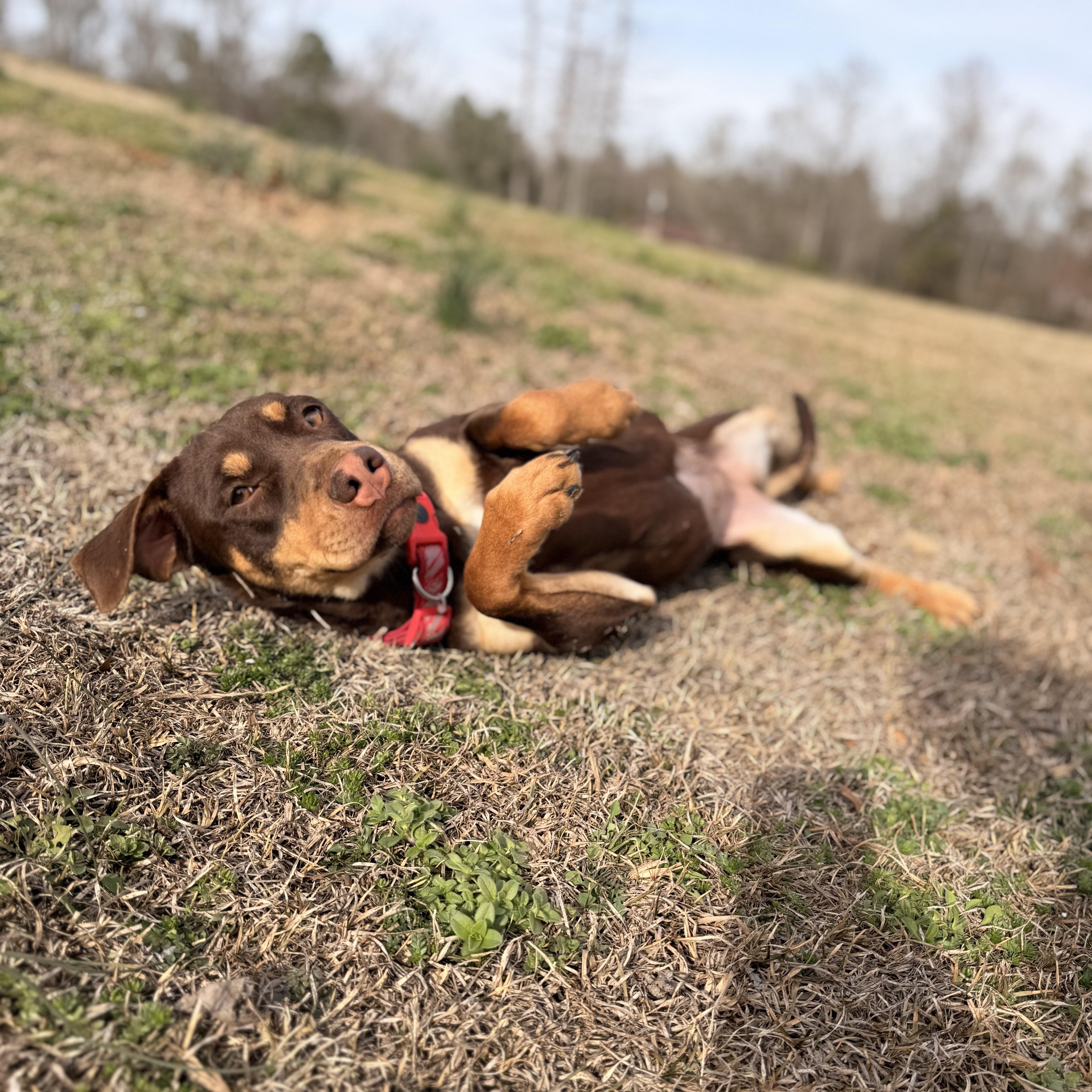Enlarge ChyBug, an adopted mixed breed in Hartford, CT image 2/6