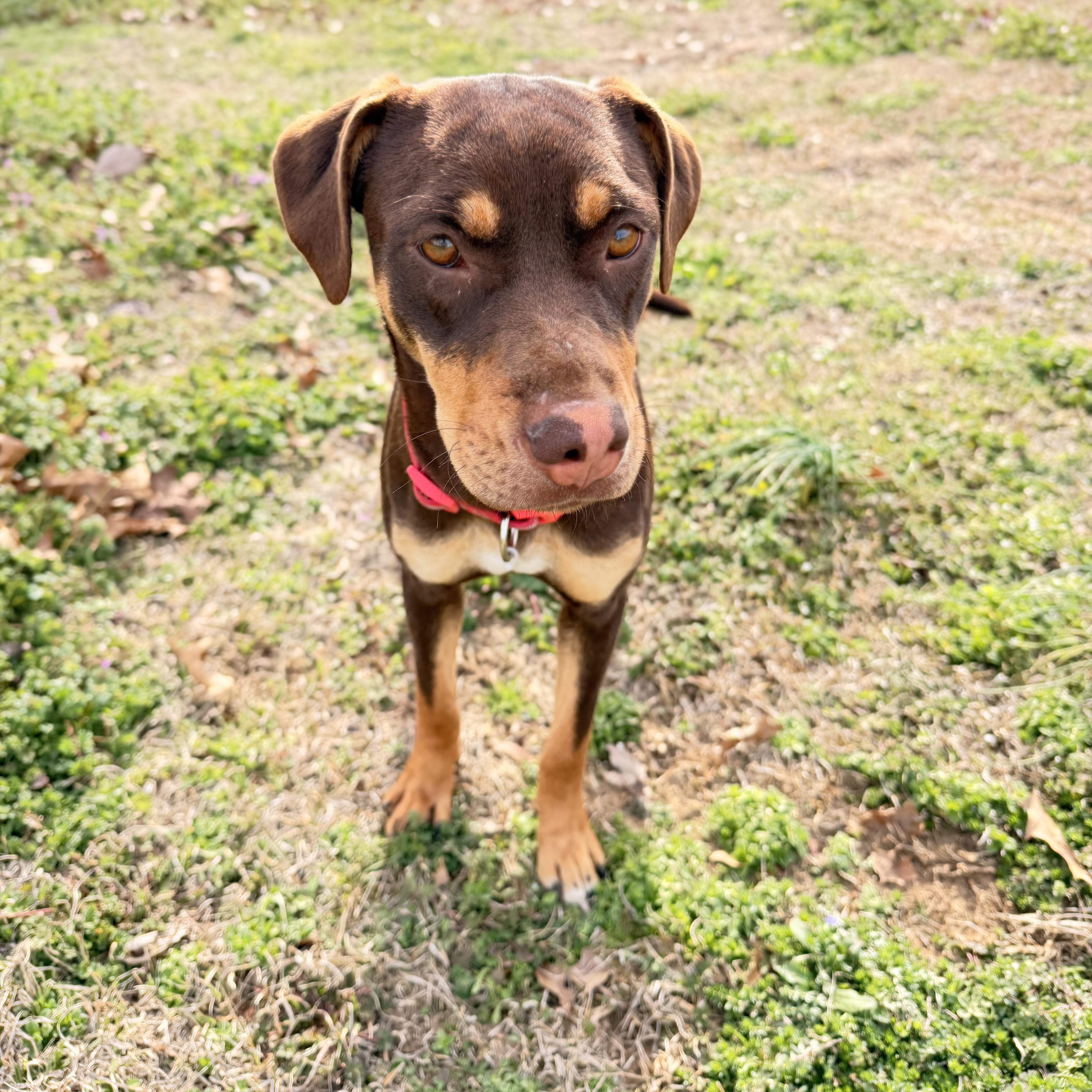 Enlarge ChyBug, an adopted mixed breed in Hartford, CT image 5/6