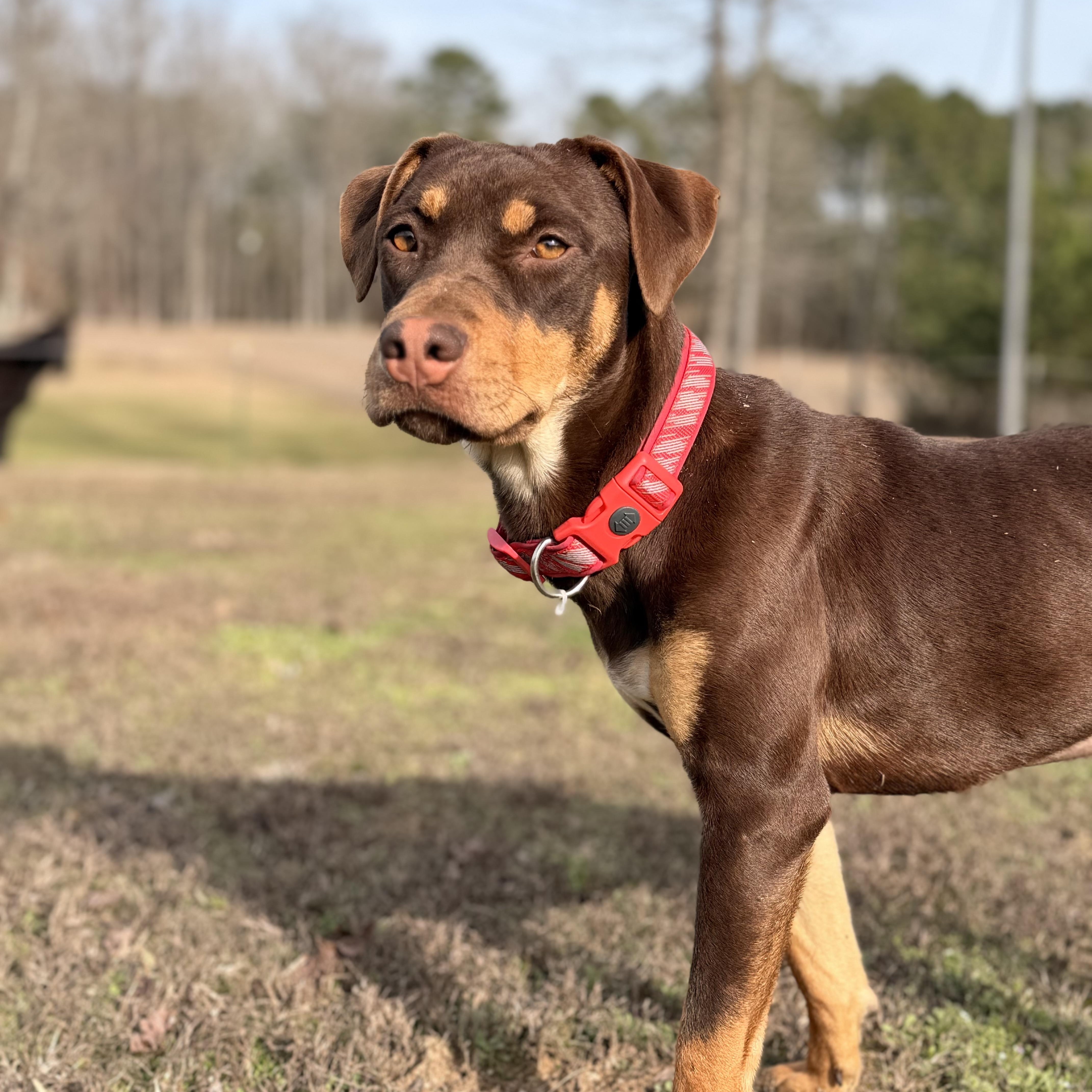 ChyBug, adopted, Young Female Beagle & Labrador Retriever.
