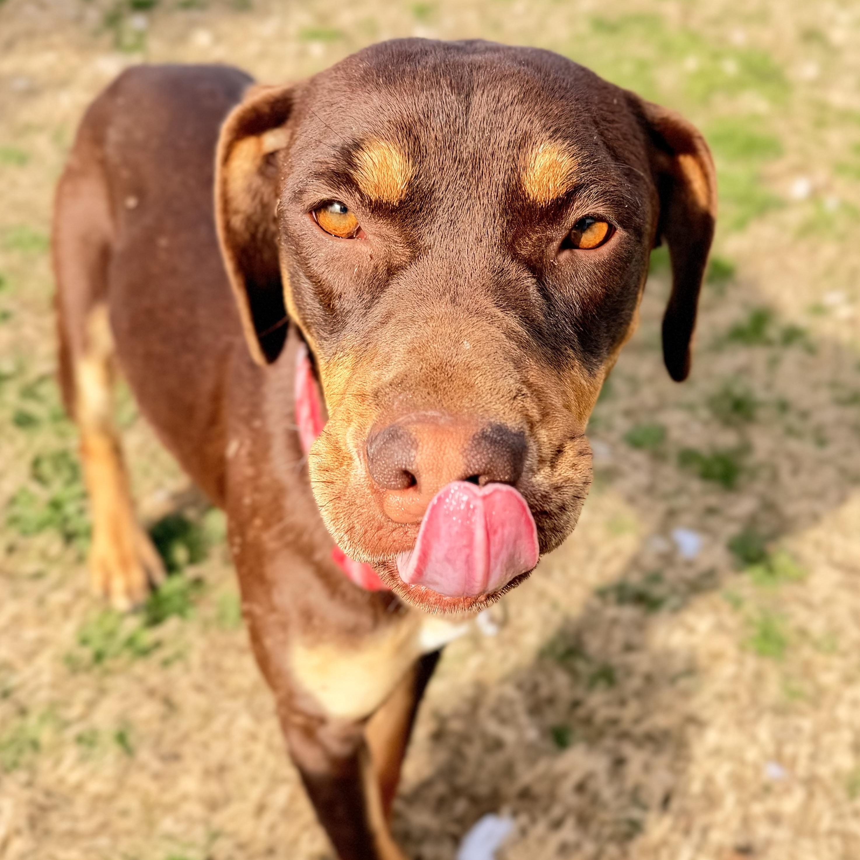 Enlarge ChyBug, an adopted mixed breed in Hartford, CT image 6/6
