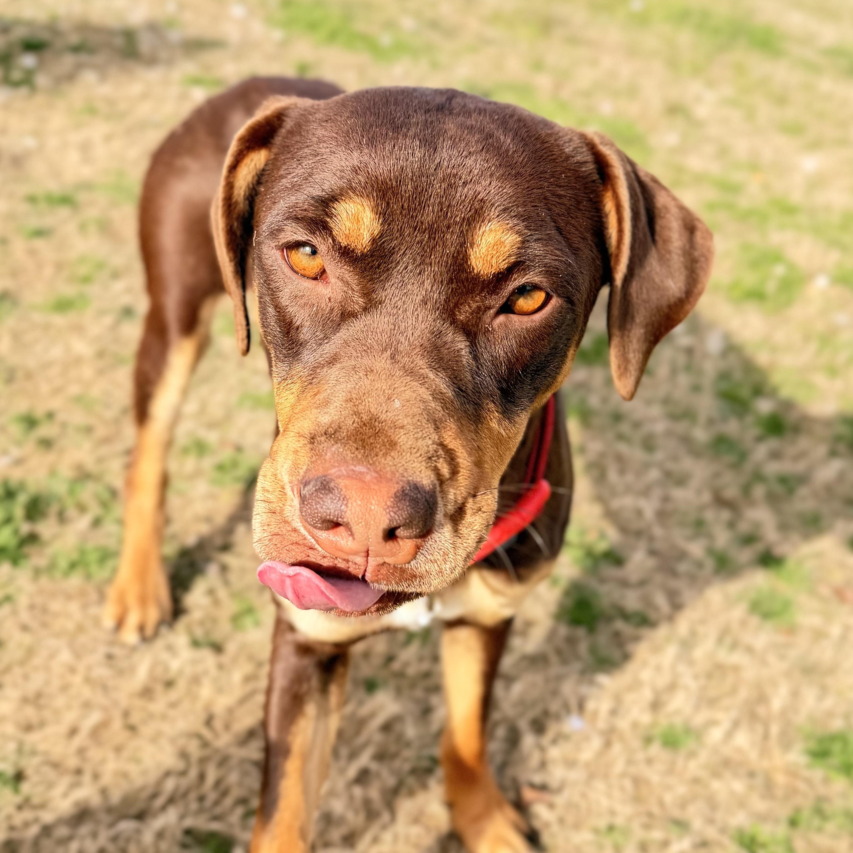 Enlarge ChyBug, an adopted mixed breed in Hartford, CT image 4/6