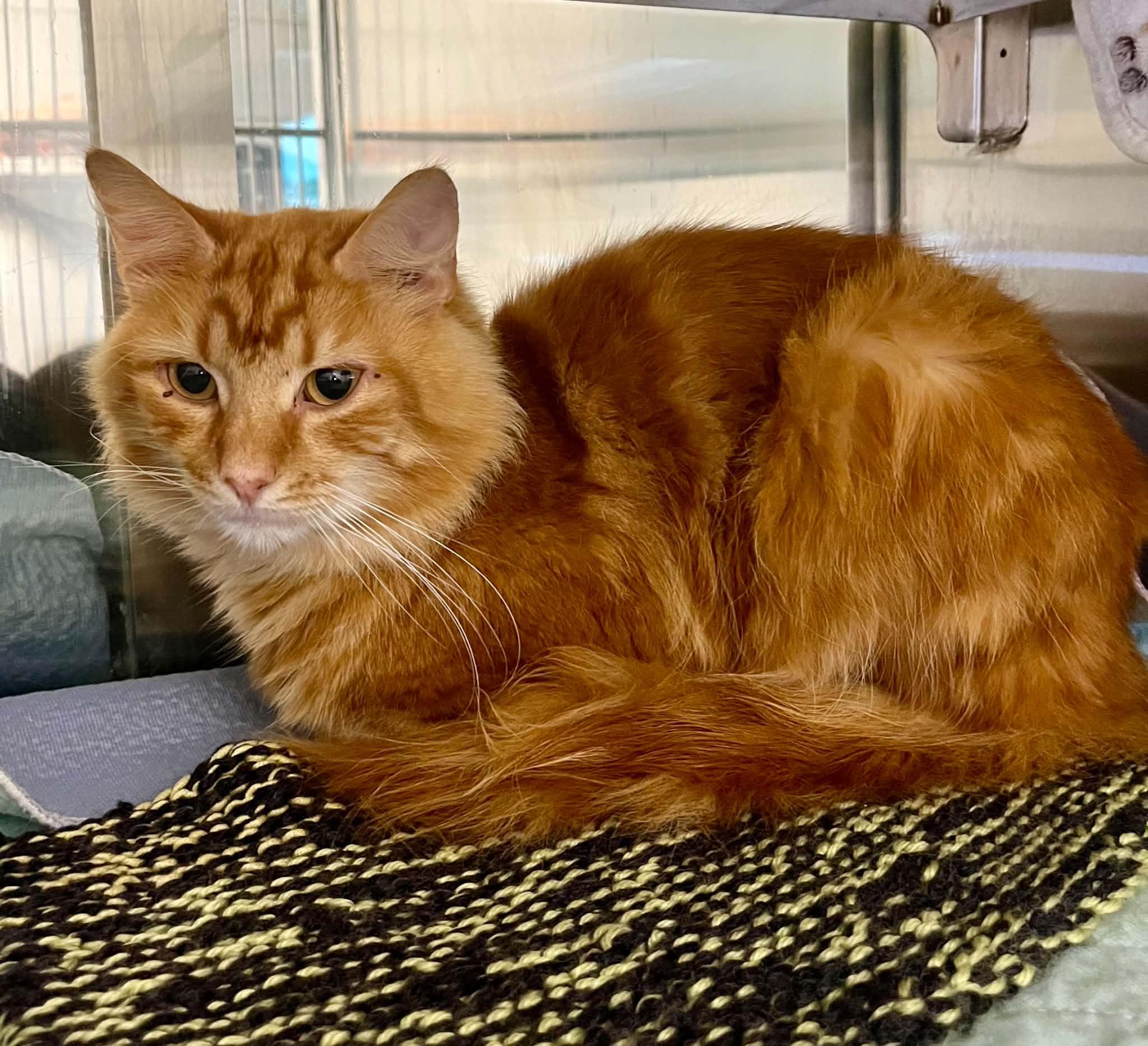 Cheeto, Adoptable, Adult Male Domestic Short Hair.