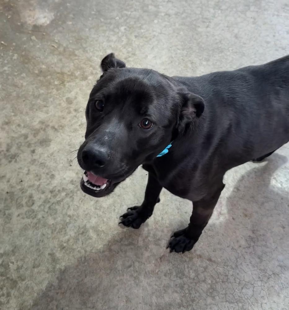 Enlarge ADDIE, a Adopted mixed breed in Rochester, IN image 1/3