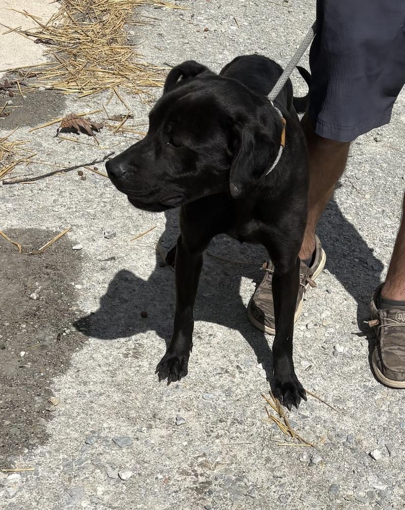 Enlarge ADDIE, a Adopted mixed breed in Rochester, IN image 2/3