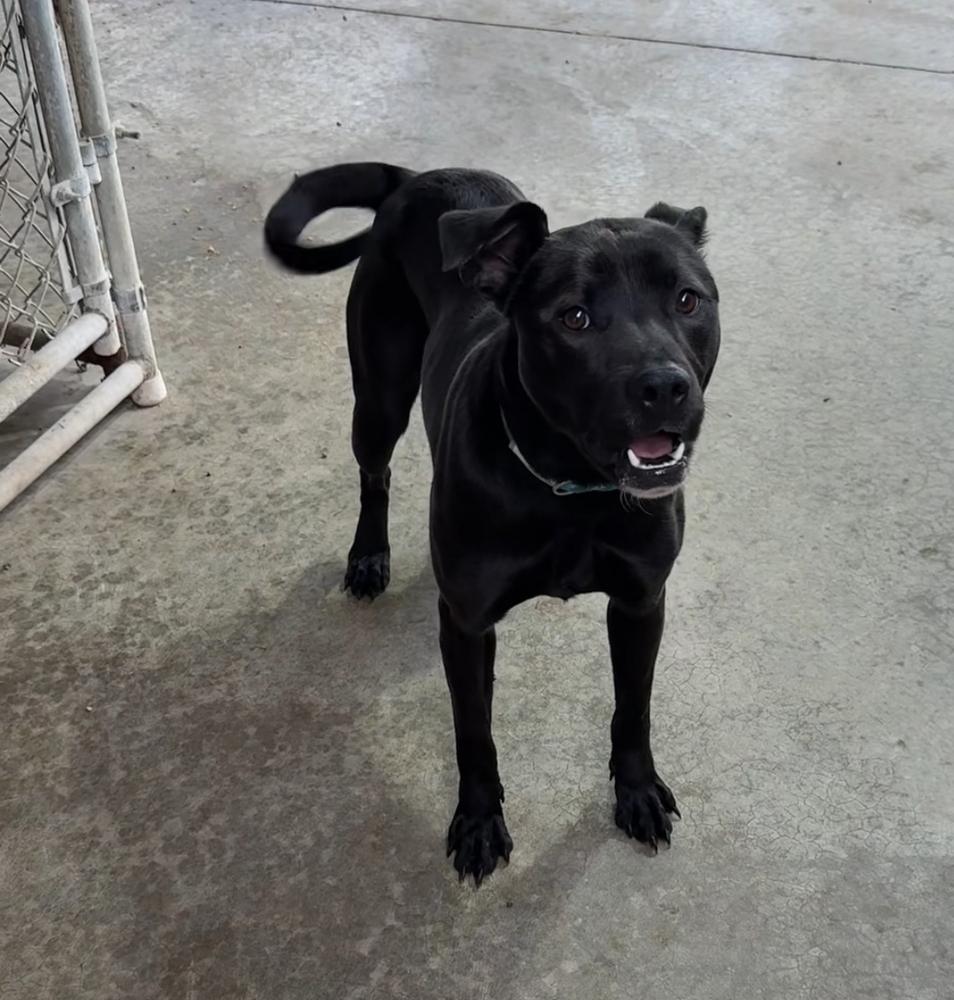 Enlarge ADDIE, a Adopted mixed breed in Rochester, IN image 3/3