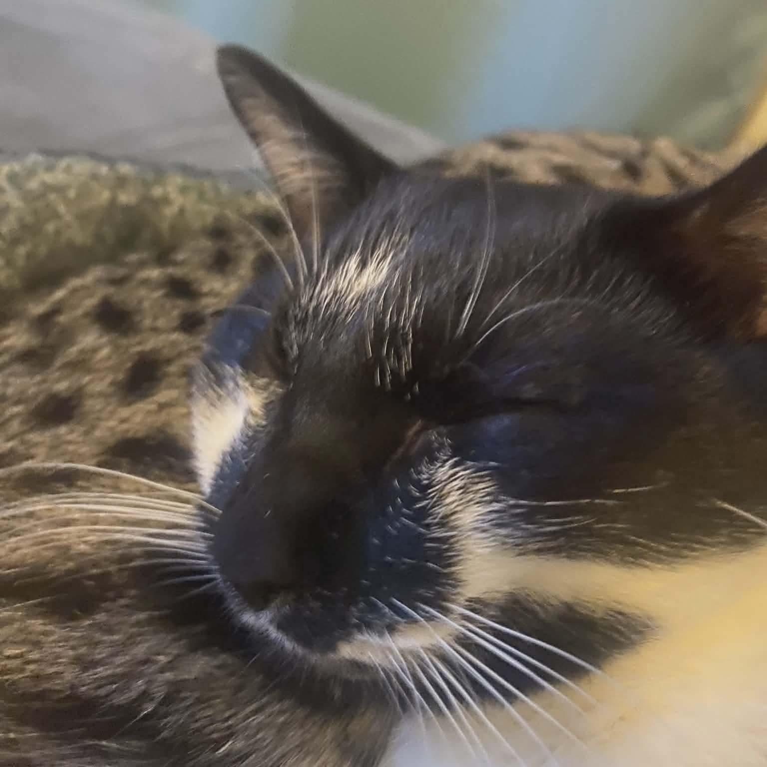 Enlarge Milky Mustache *Sponsored + 20% off* Cool Litter, a Adoptable mixed breed in Gladstone, OR image 2/6