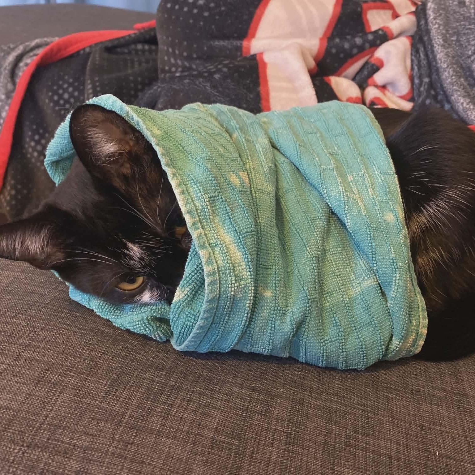 Enlarge Milky Mustache *Sponsored + 20% off* Cool Litter, a Adoptable mixed breed in Gladstone, OR image 3/6