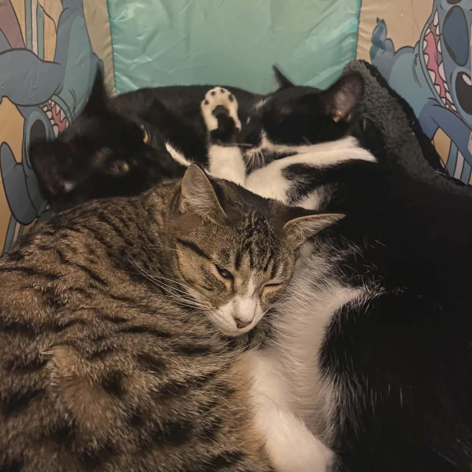 Enlarge Milky Mustache *Sponsored + 20% off* Cool Litter, a Adoptable mixed breed in Gladstone, OR image 4/6