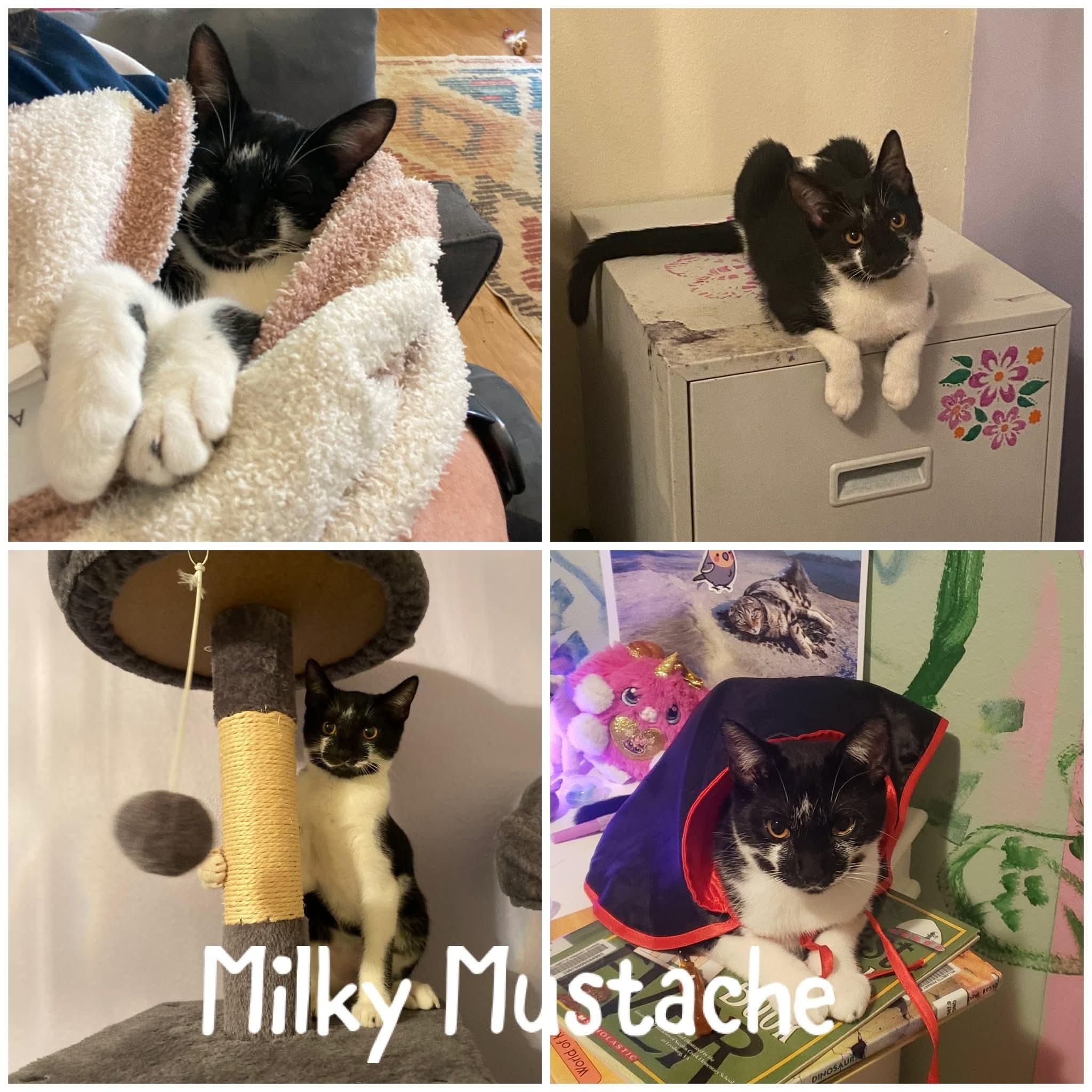 Milky Mustache *Sponsored + 20% off* Cool Litter, Adoptable, Kitten Male Tuxedo & Domestic Short Hair.