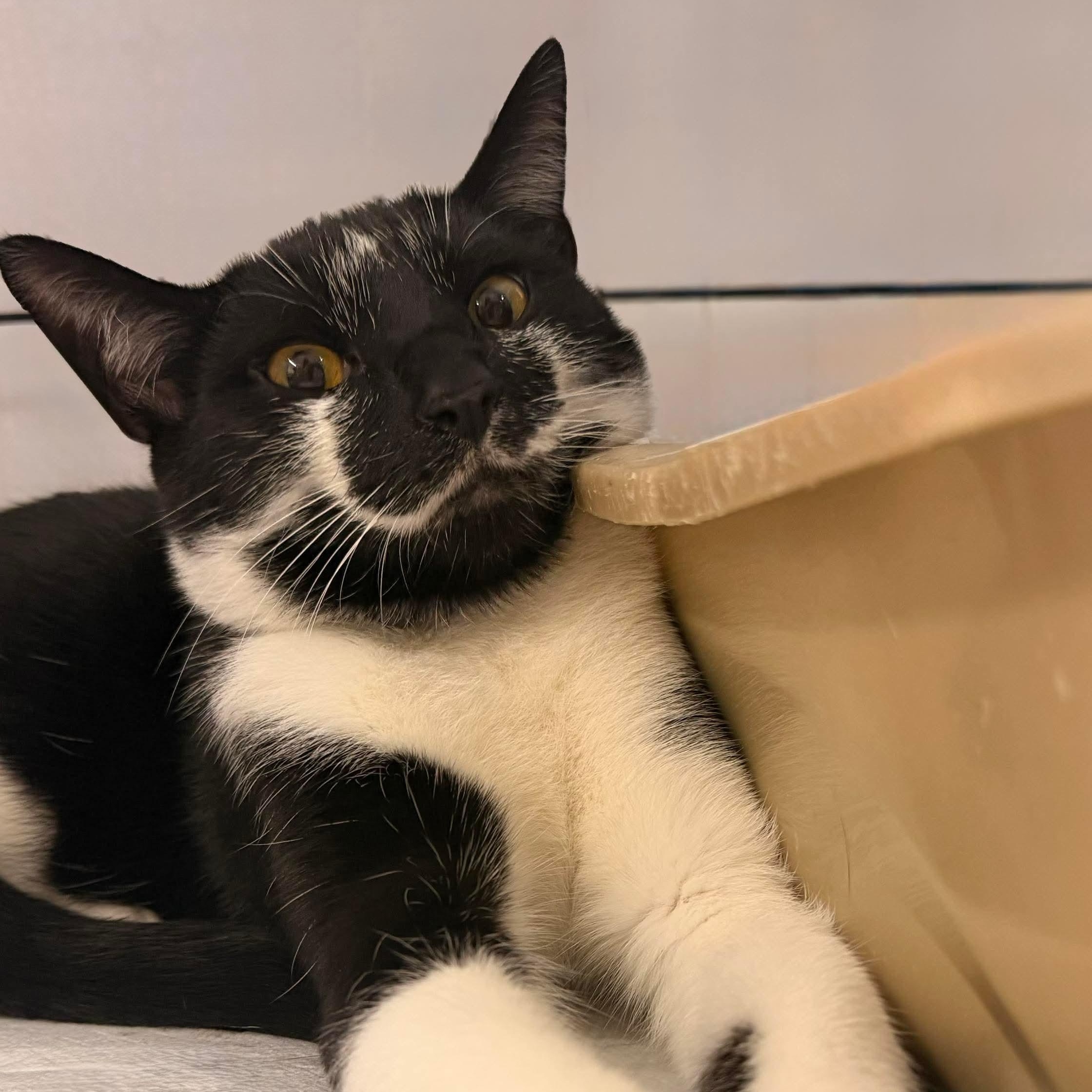 Enlarge Milky Mustache *Sponsored + 20% off* Cool Litter, a Adoptable mixed breed in Gladstone, OR image 6/6