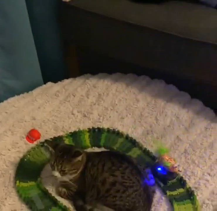 Enlarge Milky Mustache *Sponsored + 20% off* Cool Litter, a Adoptable mixed breed in Gladstone, OR video 5/6