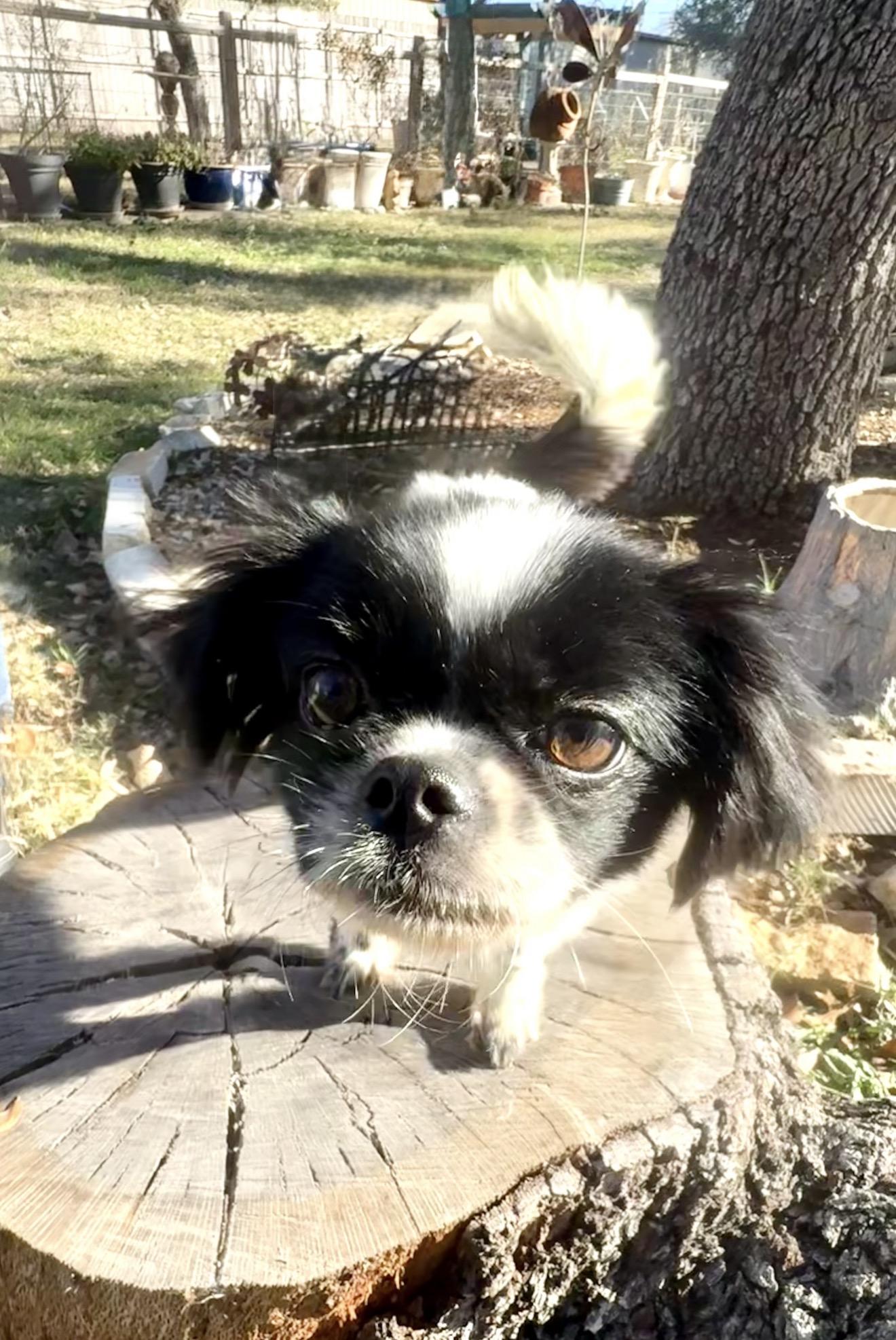 Enlarge Petunia is perfect at 9 pounds, an adopted mixed breed in Lockhart, TX image 3/4