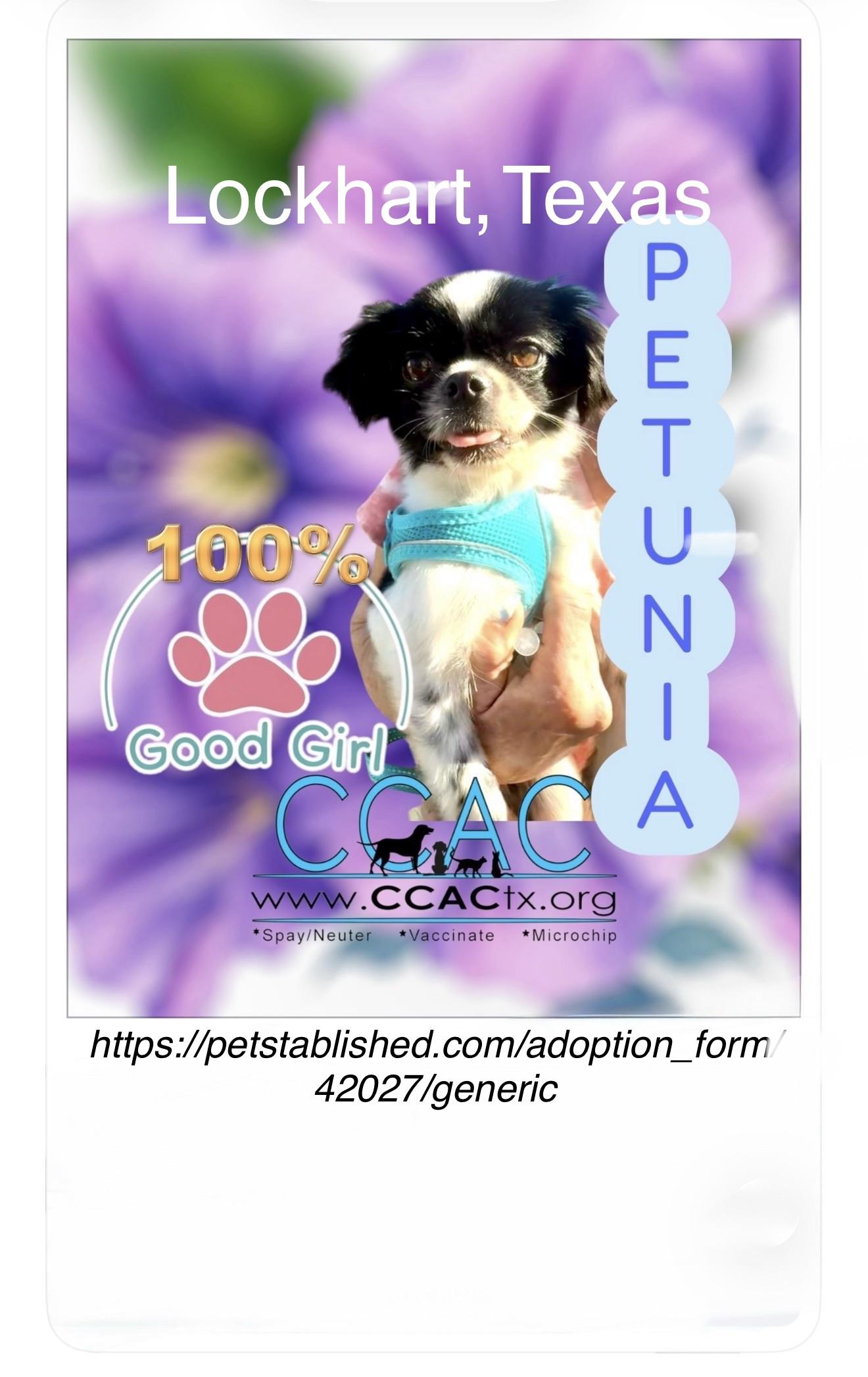 Petunia is perfect at 9 pounds, adopted, Adult Female Pekingese.