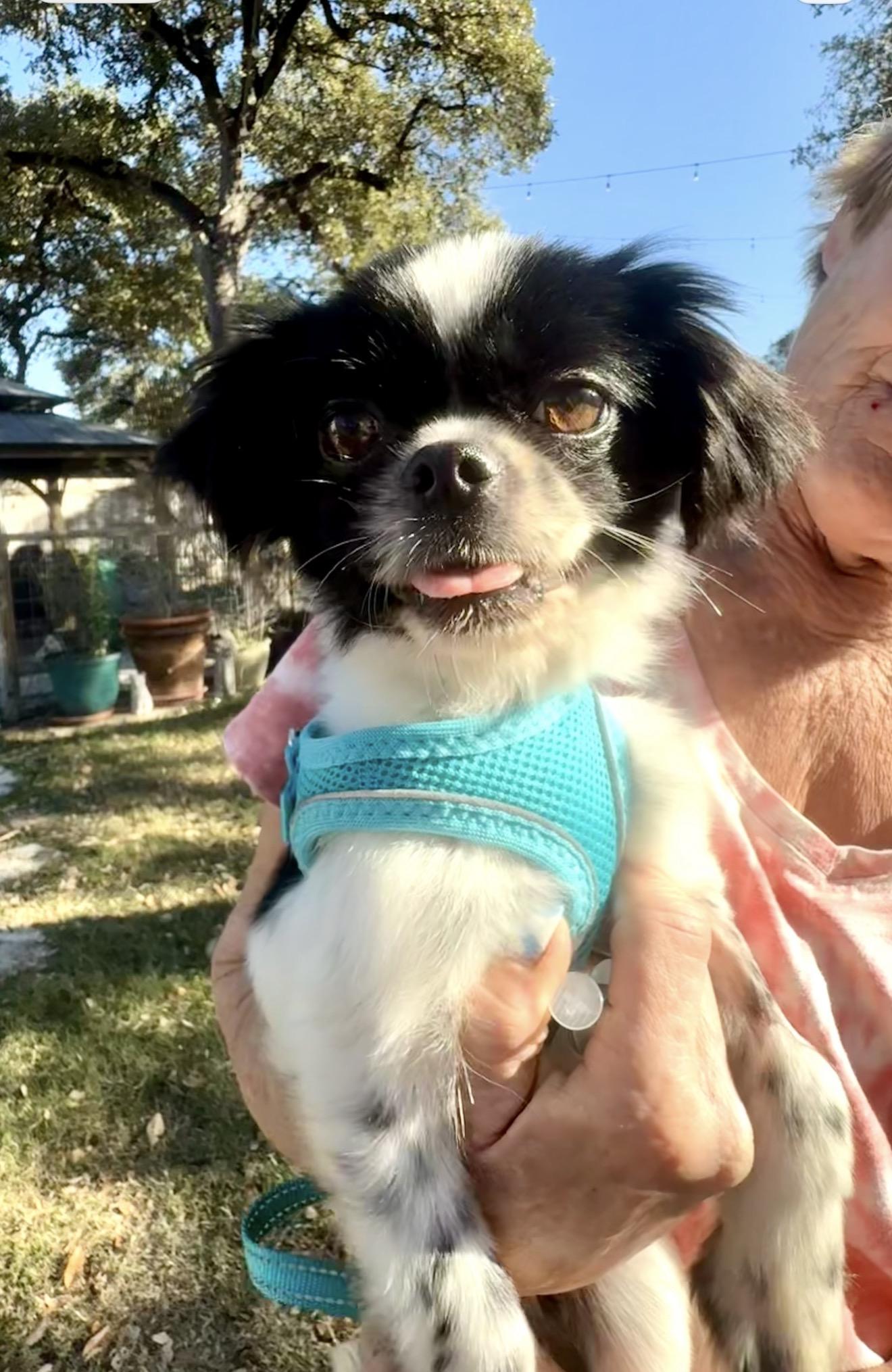 Enlarge Petunia is perfect at 9 pounds, an adopted mixed breed in Lockhart, TX image 4/4