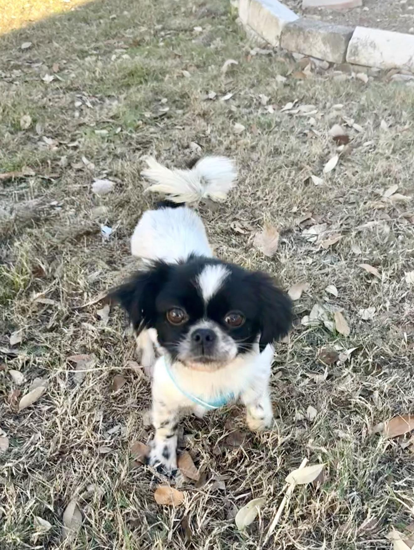 Enlarge Petunia is perfect at 9 pounds, an adopted mixed breed in Lockhart, TX image 2/4