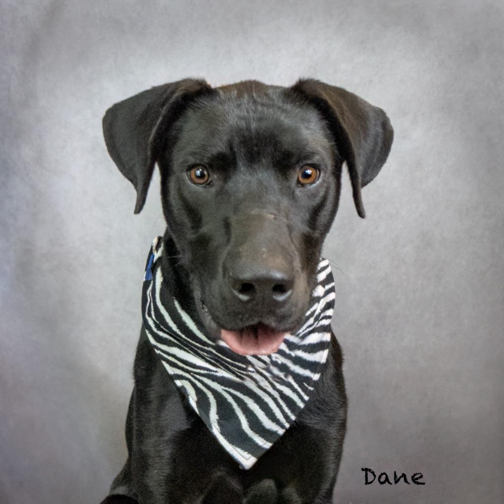 Enlarge Dane, a Adoptable mixed breed in Hot Springs Village, AR image 1/2