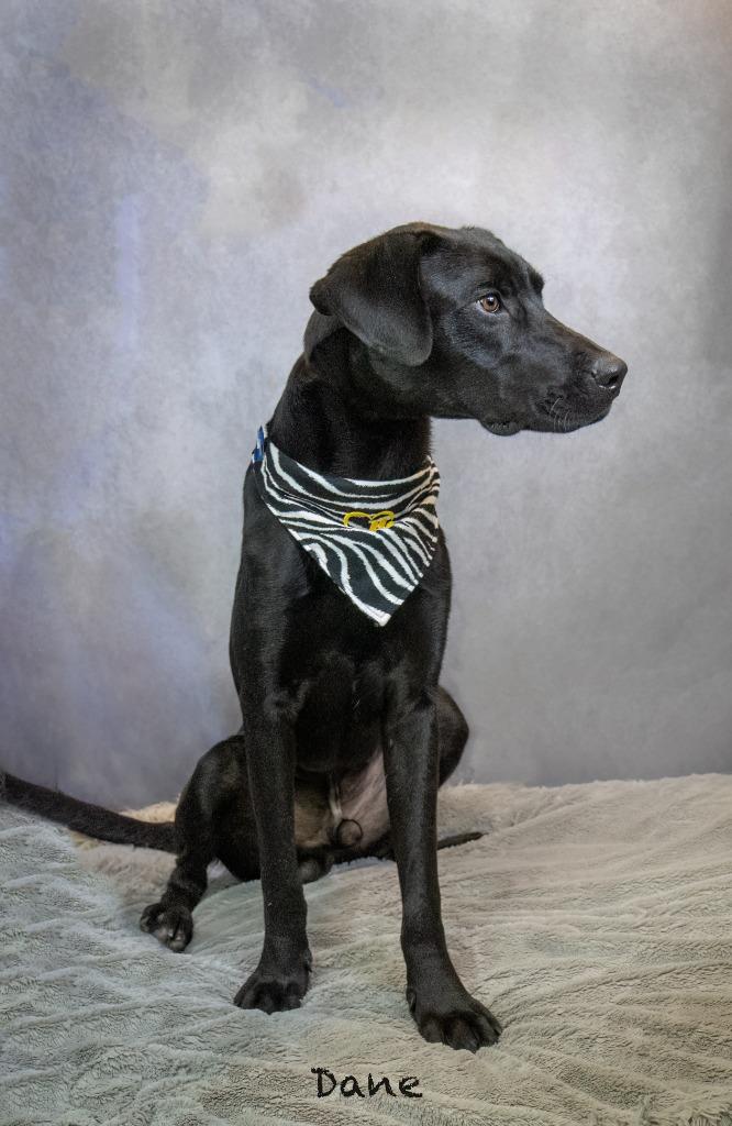 Enlarge Dane, a Adoptable mixed breed in Hot Springs Village, AR image 2/2