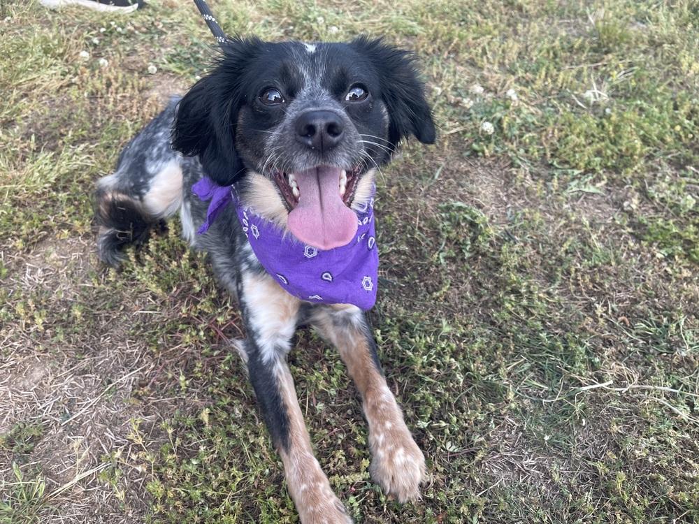 Lilah, Adoptable, Adult Female Mixed Breed.