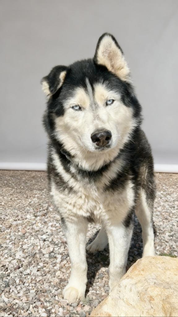Enlarge Evander, a Adoptable mixed breed in Cottonwood, AZ image 1/2