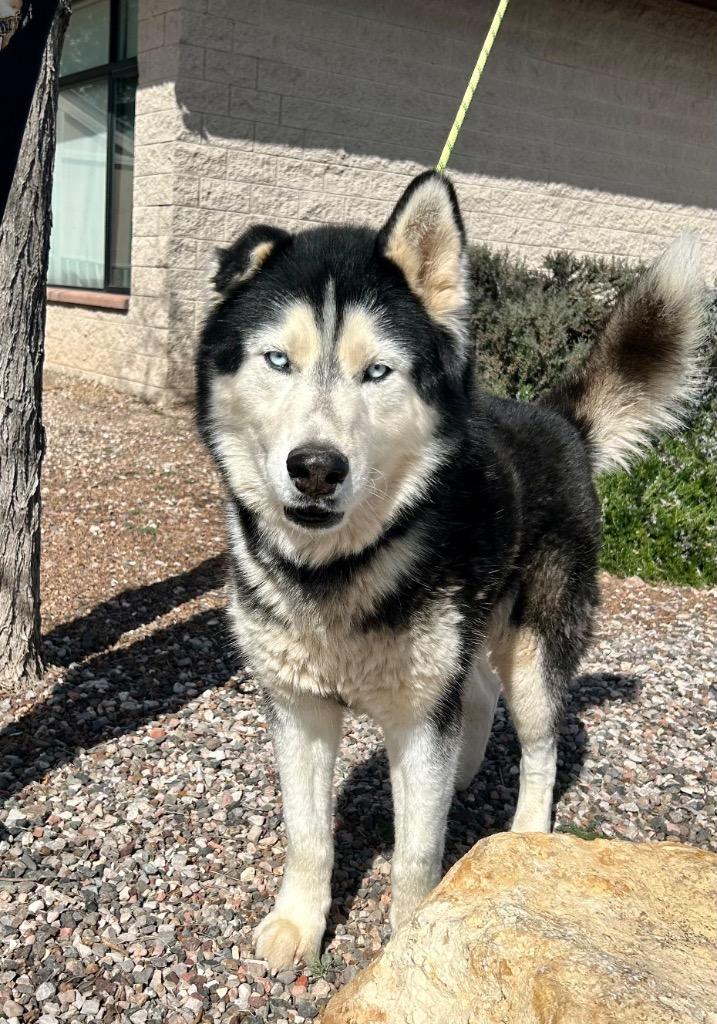 Enlarge Evander, a Adoptable mixed breed in Cottonwood, AZ image 2/2