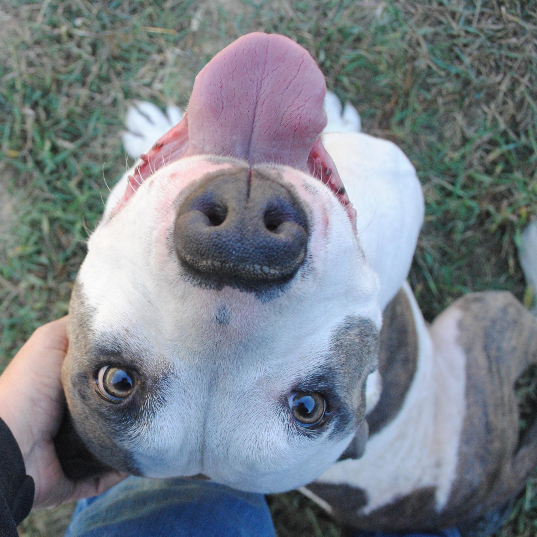 Greta, Adopted, Adult Female Mixed Breed.