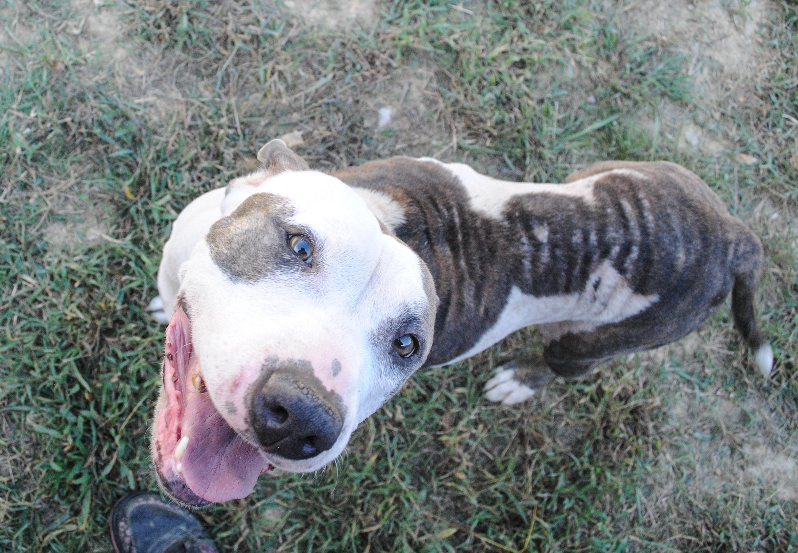 Enlarge Greta, a Adopted Mixed Breed in Manchester, TN image 2/3