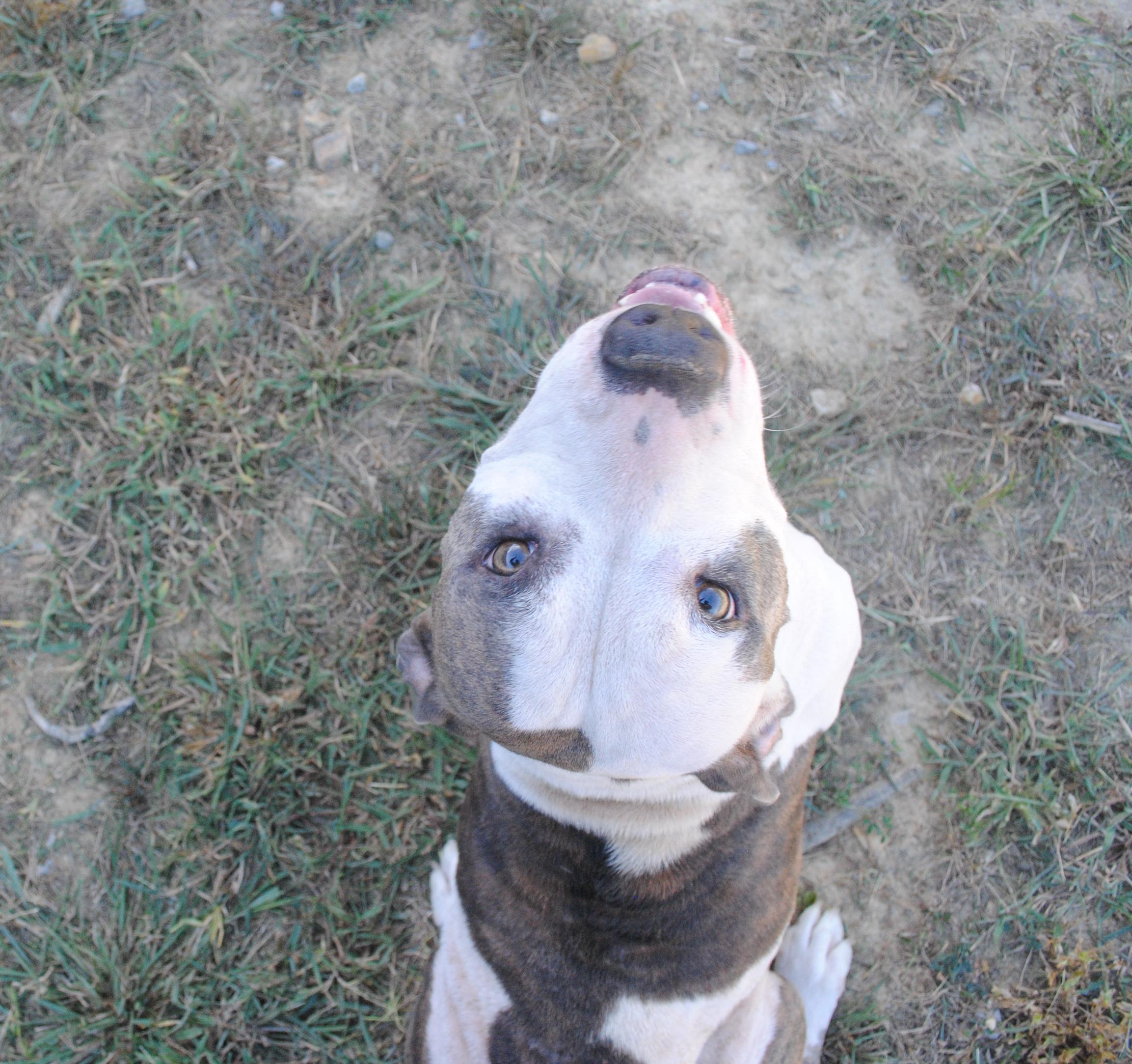 Enlarge Greta, a Adopted Mixed Breed in Manchester, TN image 3/3