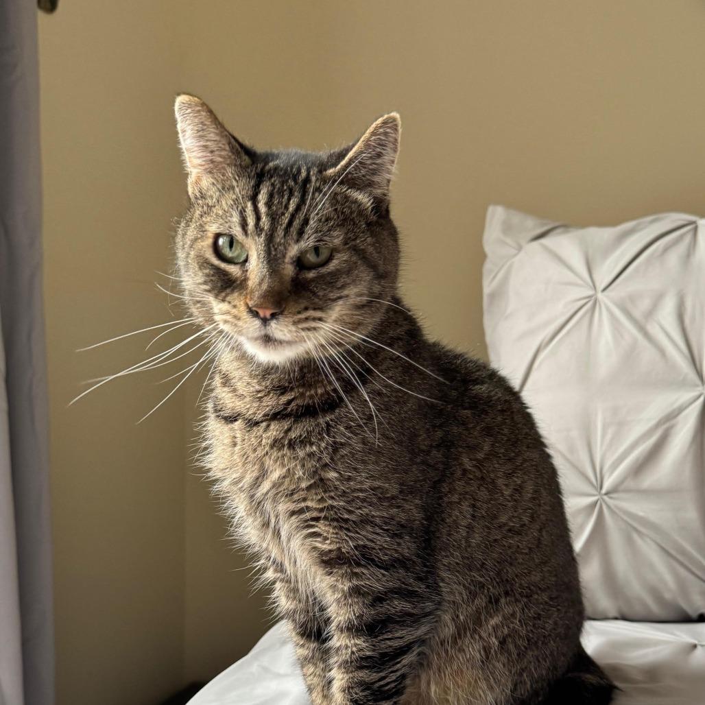 Nixie, Adoptable, Senior Female Domestic Medium Hair.