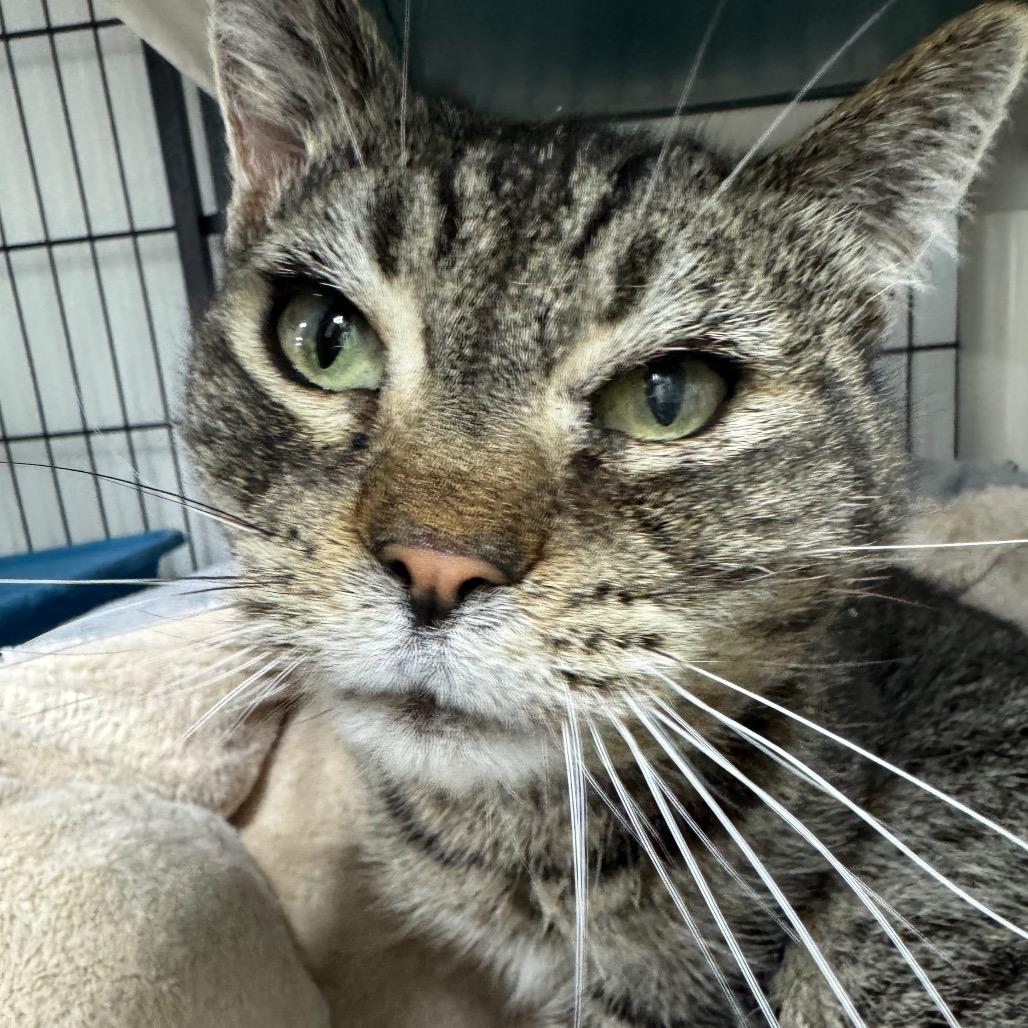 Nixie, Adoptable, Senior Female Domestic Medium Hair.