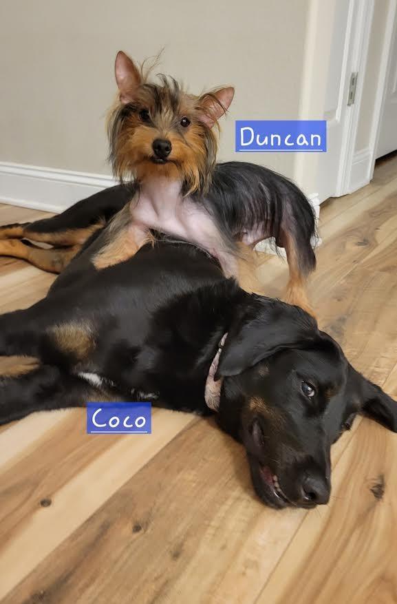 Duncan, Adopted, Young Male Yorkshire Terrier.