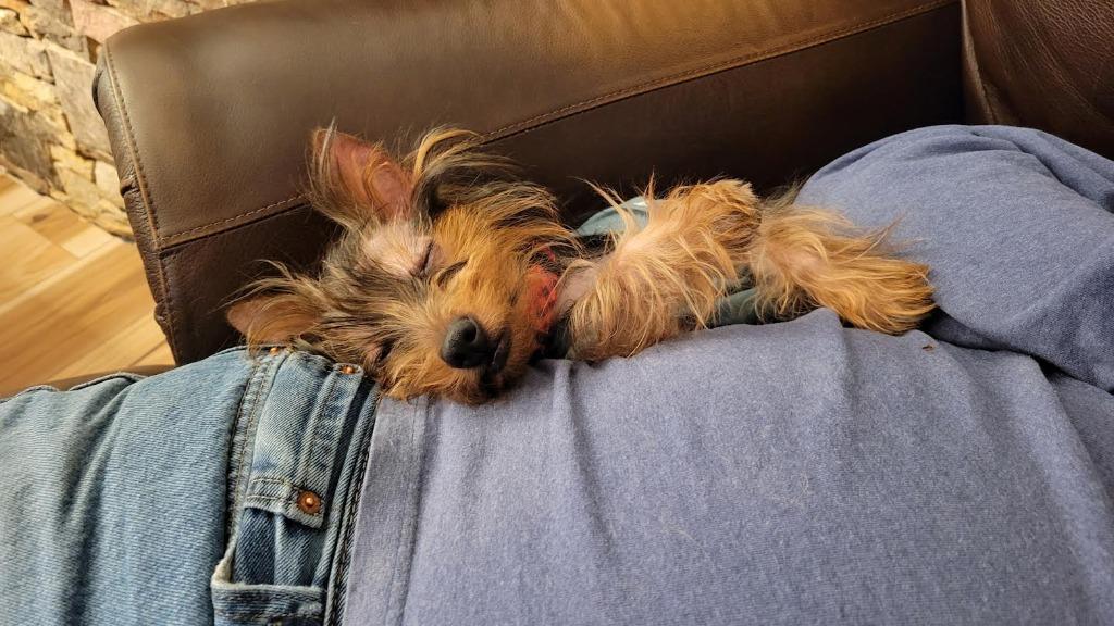 Enlarge Duncan, a Adopted Yorkshire Terrier in Crossville, TN image 2/6