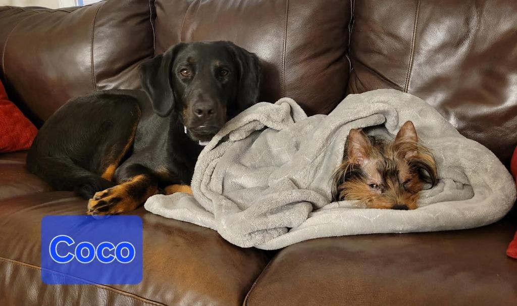 Enlarge Duncan, a Adopted Yorkshire Terrier in Crossville, TN image 3/6