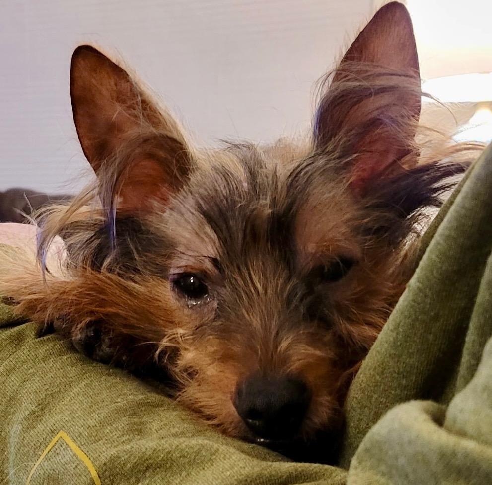 Enlarge Duncan, a Adopted Yorkshire Terrier in Crossville, TN image 4/6