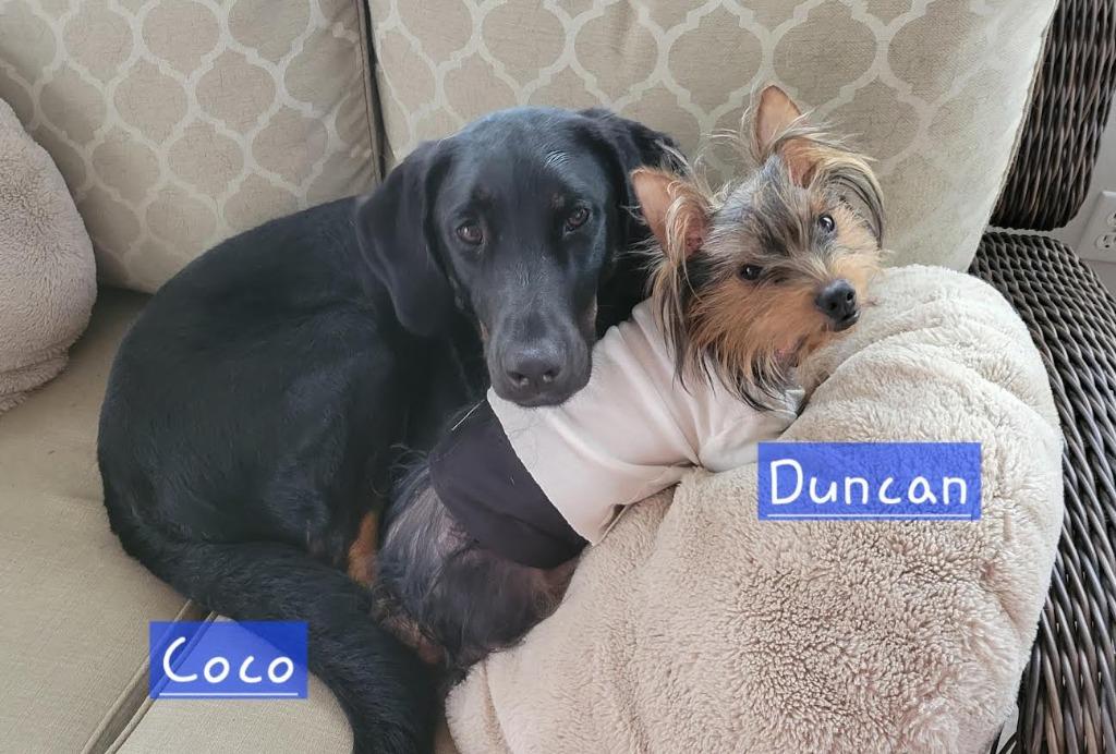 Enlarge Duncan, a Adopted Yorkshire Terrier in Crossville, TN image 5/6