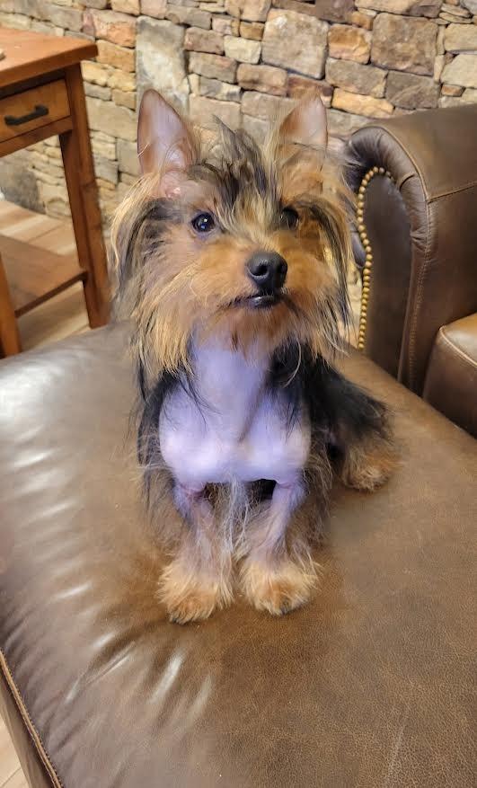 Enlarge Duncan, a Adopted Yorkshire Terrier in Crossville, TN image 6/6