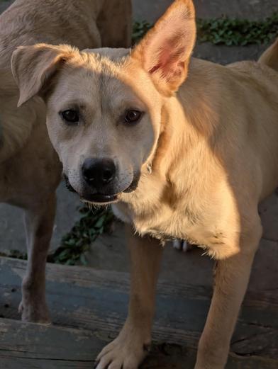 Enlarge Happy Jack, an adopted Labrador Retriever in Indianapolis, IN image 6/6
