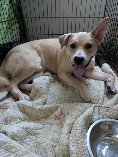 Enlarge Happy Jack, an adopted Labrador Retriever in Indianapolis, IN image 4/6