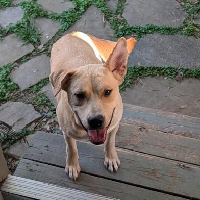 Enlarge Happy Jack, an adopted Labrador Retriever in Indianapolis, IN image 2/6