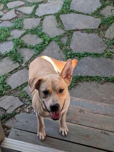 Enlarge Happy Jack, an adopted Labrador Retriever in Indianapolis, IN image 5/6