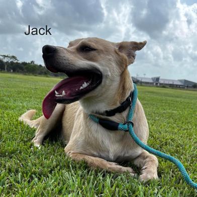 Happy Jack, adopted, Young Male Labrador Retriever.