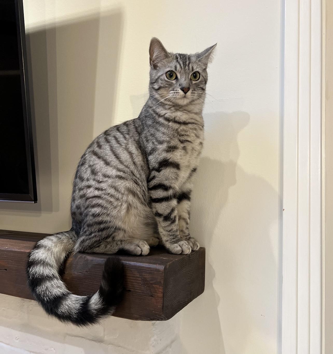 Gia, adoptable, Young Female Tabby & Egyptian Mau.