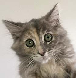 Flora, ADOPTABLE, Kitten Female Tortoiseshell.