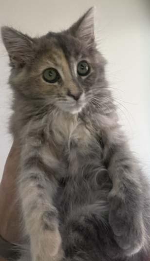 Flora, a ADOPTABLE Tortoiseshell in Tiburon, CA image 2/2