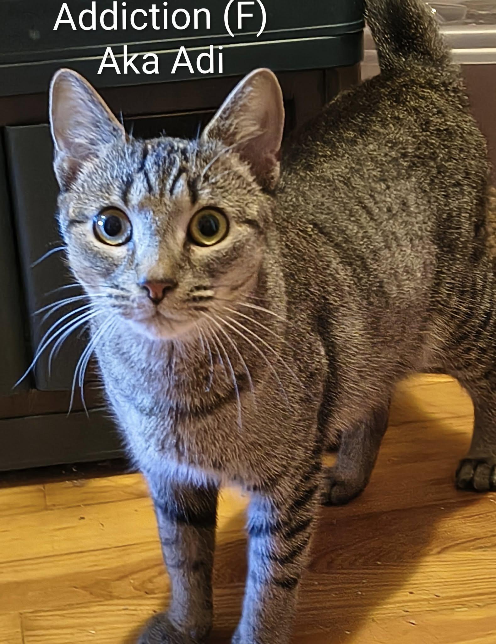 Addict (Addie), Adoptable, Adult Female Tabby & Domestic Short Hair.