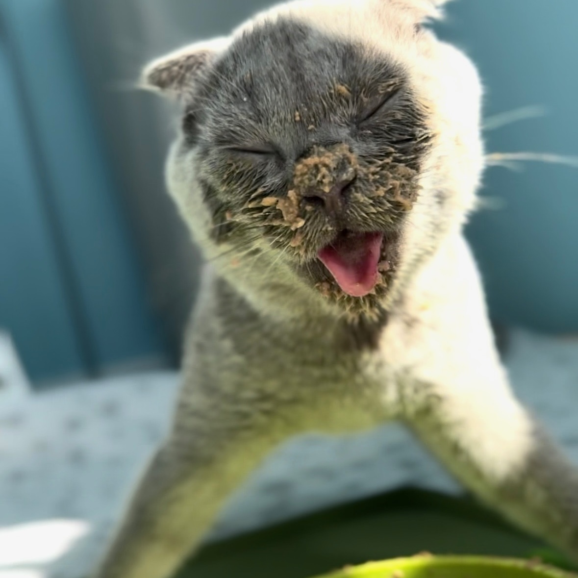 Spaghettio ***Special Needs / Bonded to Uh Oh***, Adoptable, Young Male Scottish Fold.