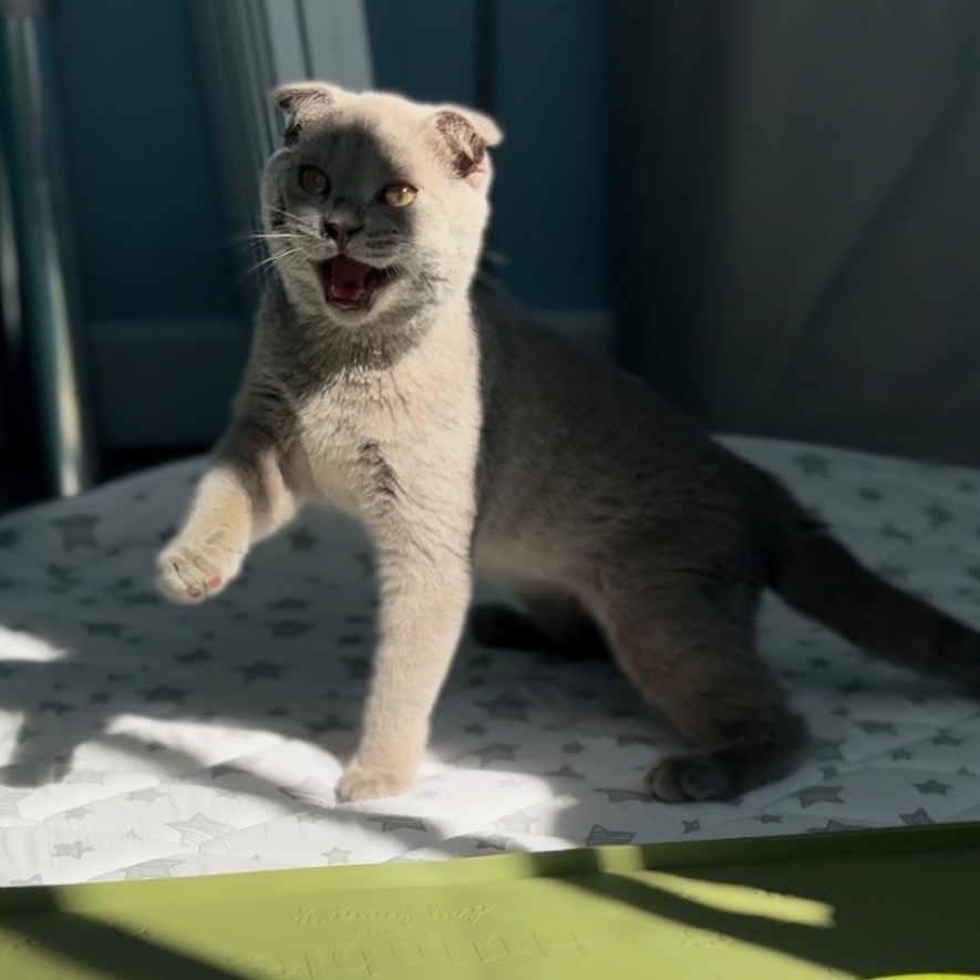 Spaghettio ***Special Needs / Bonded to Uh Oh***, a Adoptable Scottish Fold in Garden Grove, CA image 2/6